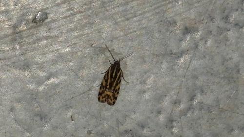 Réf. 187 675 : Acontia trabealis